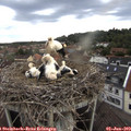 18_45-nest.jpg