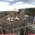 18_50-nest.jpg
