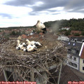 18_55-nest.jpg
