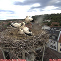 19_00-nest.jpg