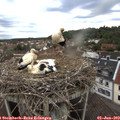 19_05-nest.jpg
