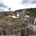 19_10-nest.jpg