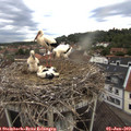19_15-nest.jpg