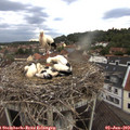 19_20-nest.jpg