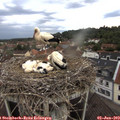 19_25-nest.jpg