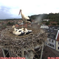19_30-nest.jpg