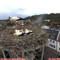 19_35-nest.jpg