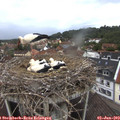 19_40-nest.jpg