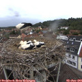 19_45-nest.jpg