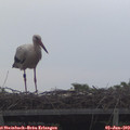 19_50-mast.jpg
