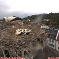19_55-nest.jpg