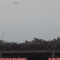 20_00-mast.jpg