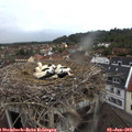 20_00-nest.jpg