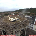 20_05-nest.jpg