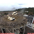 20_10-nest.jpg