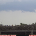 20_15-mast.jpg