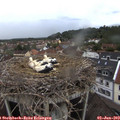 20_15-nest.jpg