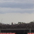 20_20-mast.jpg
