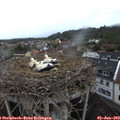 20_25-nest.jpg