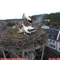20_30-nest.jpg