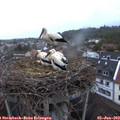 20_45-nest.jpg