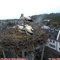 20_50-nest.jpg