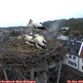 20_55-nest.jpg