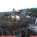 21_00-nest.jpg