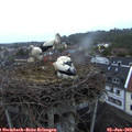 21_05-nest.jpg
