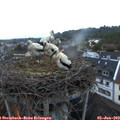 21_10-nest.jpg