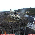 21_15-nest.jpg