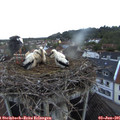 05_25-nest.jpg