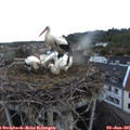 05_30-nest.jpg