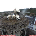 05_35-nest.jpg