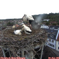 05_40-nest.jpg