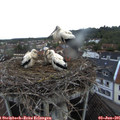 05_45-nest.jpg