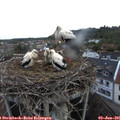 05_50-nest.jpg
