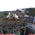 05_55-nest.jpg