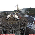 06_00-nest.jpg