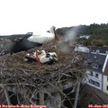 06_05-nest.jpg