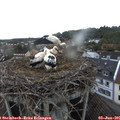 06_10-nest.jpg