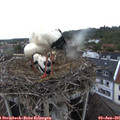 06_15-nest.jpg