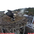 06_20-nest.jpg