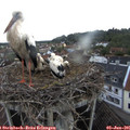 06_25-nest.jpg