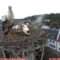 06_30-nest.jpg