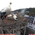06_35-nest.jpg