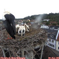 06_40-nest.jpg