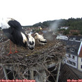 06_45-nest.jpg