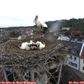 06_50-nest.jpg