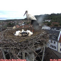 06_55-nest.jpg